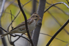 Emberiza rustica