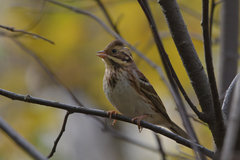 Emberiza rustica