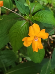 Impatiens platypetala