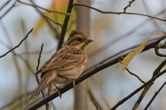 Emberiza rustica