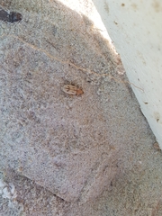 Eurynebria complanata