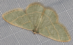 Chlorochlamys appellaria