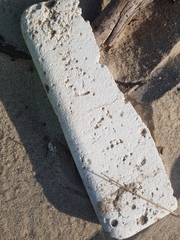 Eurynebria complanata