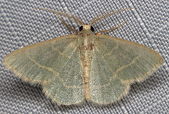 Chlorochlamys appellaria