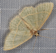 Chlorochlamys appellaria