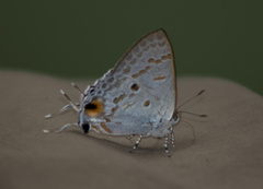 Hypolycaena sipylus