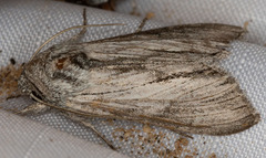 Cucullia cucullioides