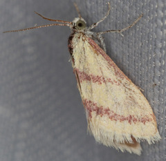 Dichozoma parvipicta