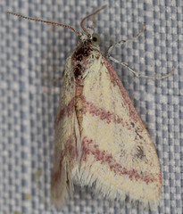 Dichozoma parvipicta
