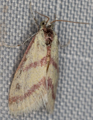 Dichozoma parvipicta