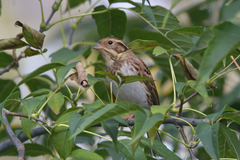 Emberiza rustica