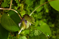 Corybas hatchii
