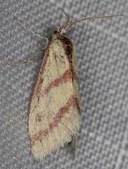 Dichozoma parvipicta