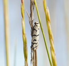 Thallarcha catasticta