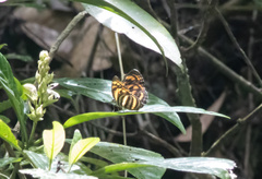 Lasippa neriphus