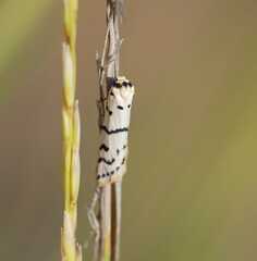 Thallarcha catasticta