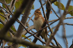 Emberiza rustica
