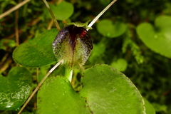 Corybas hatchii