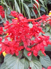 Salvia splendens