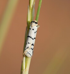 Thallarcha catasticta