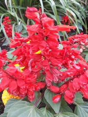 Salvia splendens