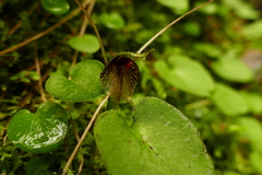 Corybas hatchii