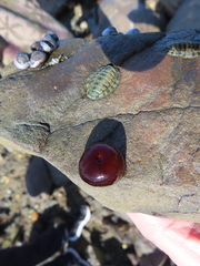 Sypharochiton pelliserpentis