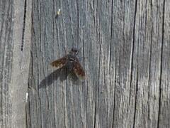 Bombyliidae