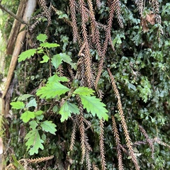 Pterophylla racemosa