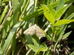 Scotopteryx chenopodiata