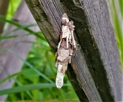 Canephora hirsuta