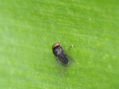 Lindneromyia