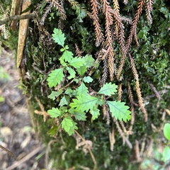 Pterophylla racemosa