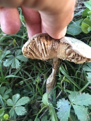 Macrolepiota procera