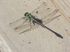 Ophiogomphus cecilia