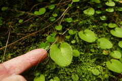 Corybas hatchii