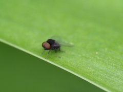 Lindneromyia