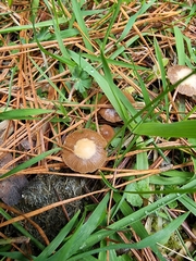 Tubaria furfuracea