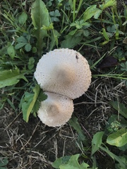 Macrolepiota procera