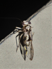 Psocinae