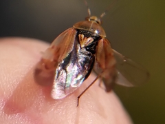 Miridae