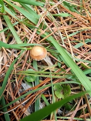 Tubaria furfuracea