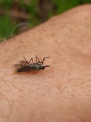 Haematopota pluvialis