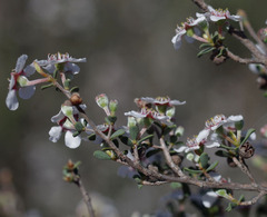 Leptospermum erubescens