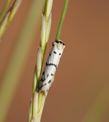 Thallarcha catasticta