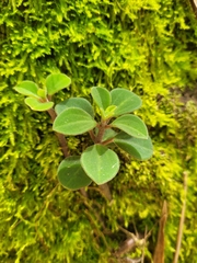 Peperomia leptostachya