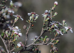 Leptospermum erubescens