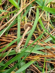 Tubaria furfuracea