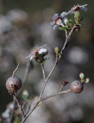 Leptospermum erubescens