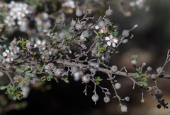 Leptospermum erubescens